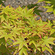 ACER PD 'RED DRAGON' 3G TF
