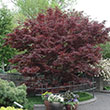 Acer palmatum var. atropurpureum 'Bloodgood'