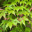 Acer palmatum 'Osakazuki'