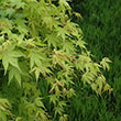 Acer palmatum 'Beni-kawa'