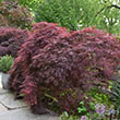 ACER PD 'CRIMSON QUEEN' 30-36"