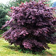 ACER P 'TWOMBLEY'S RED SENT' 7G