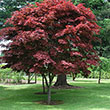 Acer palmatum 'Pixie'