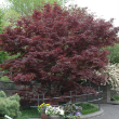 ACER P 'EMPEROR 1' 6-7'