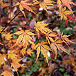 Acer palmatum 'Wou nishiki'