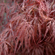 ACER PD 'CRIMSON QUEEN' 25G