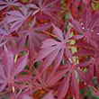 ACER P 'SHERWOOD FLAME' 6G