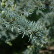 CEDRUS ATL 'GLAUCA' 25G