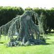 CEDRUS ATL 'GLAUCA PENDULA' 15G