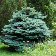 PICEA PUNG 'GLAUCA GLOBOSA' 6G