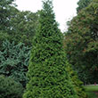 THUJA X 'GREEN GIANT' 15G 5-6'