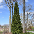 THUJA X 'STEEPLECHASE' 7G