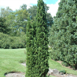 THUJA OCC 'DEGROOT'S SPIRE' 10G
