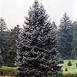 Picea Pungens 'Hoopsii'