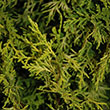 THUJA OCC 'PRIVATE JET' 7G