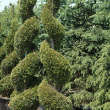 THUJA OCC 'EMERALD GREEN' 15g SP