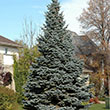 PICEA PUNG 'BABY BLUE' 15G
