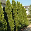 THUJA OCC 'EMERALD GREEN' 15G 6-