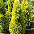 THUJA OCC 'TATER TOT' 3G