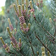 Pinus parviflora 'Cleary'