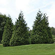 Thuja X 'green Giant' 7g Special