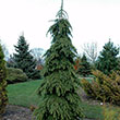 PICEA GLAUCA 'PENDULA'