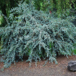 CEDRUS ATL 'BLUE CASCADE' 15G