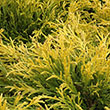 Chamaecyparis pisifera 'Golden Mop'