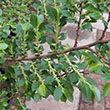 Ulmus parvifolia 'Seiju