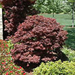 Acer palmatum 'Rhode Island Red'