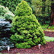 PICEA GLAUCA 'CONICA' 5G SPIRAL
