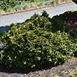 THUJA OCC 'MR BOWLING BALL' 3G