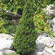 Picea glauca ?Jean?s Dilly?