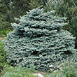 Picea Pung 'montgomery' 18-21"