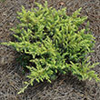 Juniperus conferta 'sPg-3-016'