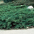 Juniperus squamata expansa 'Parsonii'