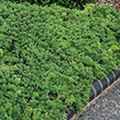 JUN PROC 'NANA GREENMOUND' 3G