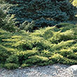 Juniperus chinensis 'Bakaurea'