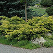 Juniperus ? pfitzeriana 'Old Gold'