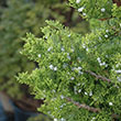 Juniperus chinensis 'Torulosa'