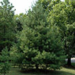 PINUS TAEDA 'LOBLOLLY' 7G