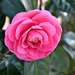 CAMELLIA JAP 'JERRY HILL' 3G