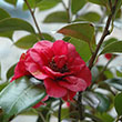 CAMELLIA X 'APRIL TRYST' RED 3G