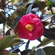 CAMELLIA JAP 'GREENSBORO RED' 3G