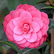 CAMELLIA X 'APRIL KISS' 3G