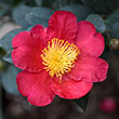 CAMELLIA SAS 'YULETIDE' 3G