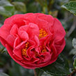 CAMELLIA JAP 'KRAMER'S SUPREME'