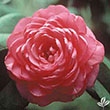 CAMELLIA X 'APRIL ROSE' 3G