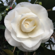 CAMELLIA X 'APRIL SNOW' 3G