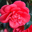 CAMELLIA JAP 'ROSEHILL RED' 3G